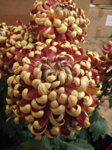 6767731321 9fc9a07aa8 o