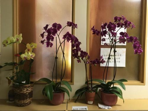 img 0339 38724175222 o