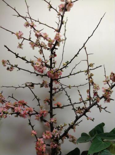 img 1247 24876703856 o